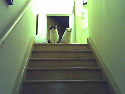 Cats on stairs